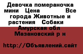 Девочка помераночка мини › Цена ­ 50 000 - Все города Животные и растения » Собаки   . Амурская обл.,Мазановский р-н